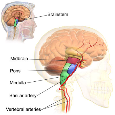 Diagram of the brainstem. Image via Wikimedia Commons.