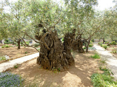 Olive Tree in the Garden of Gethsemane. Image by Jasmin Gimenez.