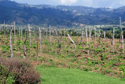 Vineyard at Chateau DeFay, near Guatemala City. Image via bookofmormonresources.blogspot.com.