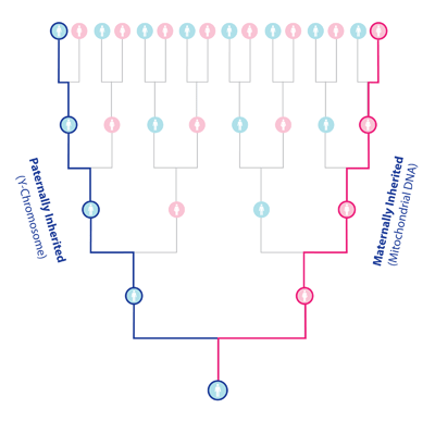 Chart showing how Y-Chromosome and Mitochondrial DNA are only represented by a small portion of a person's ancestry. Image by Book of Mormon Central.