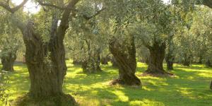 Olive Trees on Thassos, Greece. Image via Wikipedia.