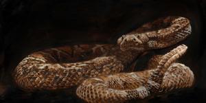 Rattlesnake by James Fullmer