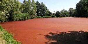 A red algae bloom in the wetlands of Parco delle Cave. Image via Milano Today.