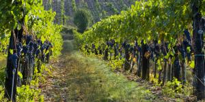 A grape vineyard. The parable of the laborers in the vineyard teaches lessons about the economy of the Kingdom of Heaven and the love of God for his children.